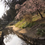 ［6］春の夕日を浴びて輝く梅の花