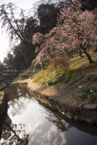 ［6］春の夕日を浴びて輝く梅の花