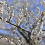 ［6］3万5千本を誇る、曽我別所梅林の梅の花