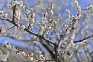 ［6］3万5千本を誇る、曽我別所梅林の梅の花