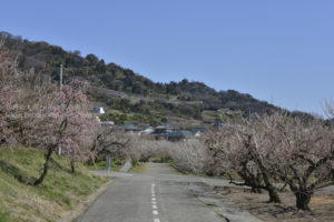 ［6］梅の香りただよう春の午後