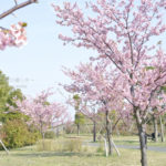 ［6］早咲きの河津桜と修善寺寒桜