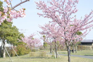 ［6］早咲きの河津桜と修善寺寒桜