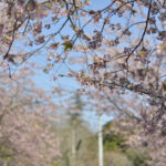 ［6］早咲きの桜で味わう、桜のトンネル！