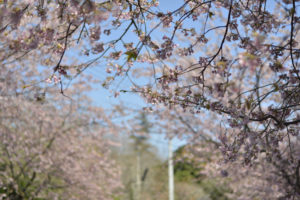 ［6］早咲きの桜で味わう、桜のトンネル！