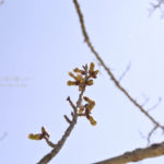 ［6］我が家に訪れた、インフルエンザの危機（汗）