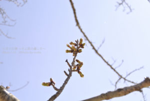 ［6］我が家に訪れた、インフルエンザの危機（汗）