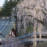 ［6］身延山久遠寺の枝垂れ桜