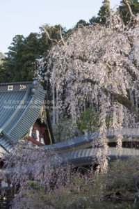 ［6］身延山久遠寺の枝垂れ桜