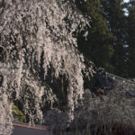 ［6］身延山久遠寺の枝垂れ桜　〜パート２〜