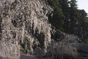 ［6］身延山久遠寺の枝垂れ桜　〜パート２〜