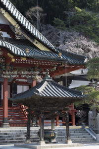 ［6］春の身延山久遠寺