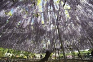 ［6］2014年のゴールデンウィークの行き先は！？