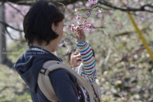 ［6］2014年春、優しい手に抱かれて。
