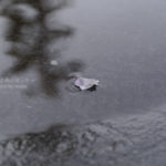 ［6］桜の花ビラ１枚