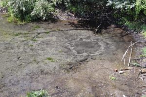 ［6］柿田川湧水群の湧き水に触れる