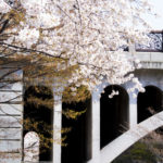 ［6］王子の音無親水公園の桜は、一見の価値有り