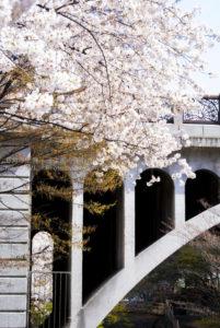 ［6］王子の音無親水公園の桜は、一見の価値有り