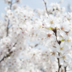 ［6］駅、バス停から徒歩で行ける、東京都の桜の隠れた名所！？