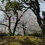 ［6］江戸時代から知られる桜の名所、飛鳥山公園