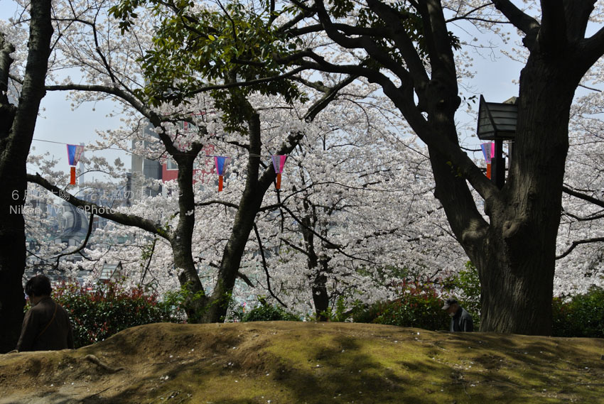 ［6］江戸時代から知られる桜の名所、飛鳥山公園