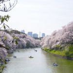 ［6］桜の名所は、やっぱり美しい！！