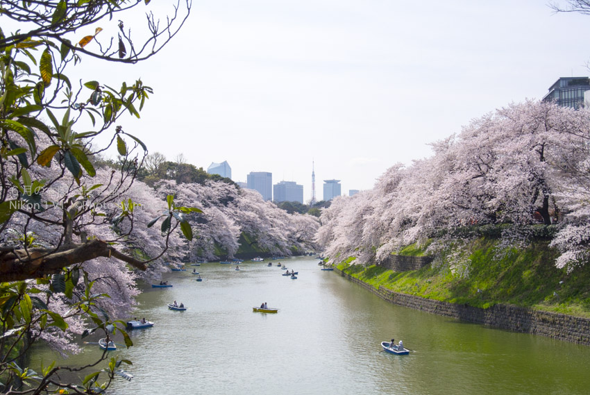 ［6］桜の名所は、やっぱり美しい！！