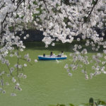 ［6］千鳥ヶ淵で桜に囲まれてボートを漕ぐ