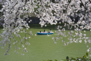 ［6］千鳥ヶ淵で桜に囲まれてボートを漕ぐ