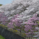 ［6］まだまだ続く、2014年の桜のある風景