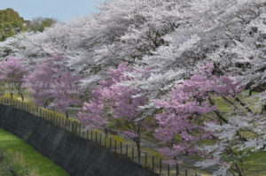 ［6］まだまだ続く、2014年の桜のある風景