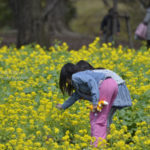 ［6］菜の花畑の中を思い思いに歩く