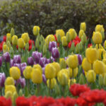 ［6］2014年、昭和記念公園のチューリップ始まりました ♪