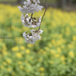［6］一面の菜の花と桜に囲まれて