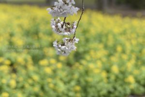 ［6］一面の菜の花と桜に囲まれて