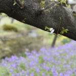 ［6］ピンクの屋根と紫の絨毯