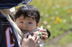［6］満開のチューリップもポピーも、眠い僕にとっては花より男子・・