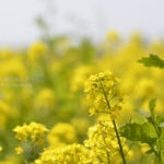 ［6］目にも鮮やかな黄色の菜の花