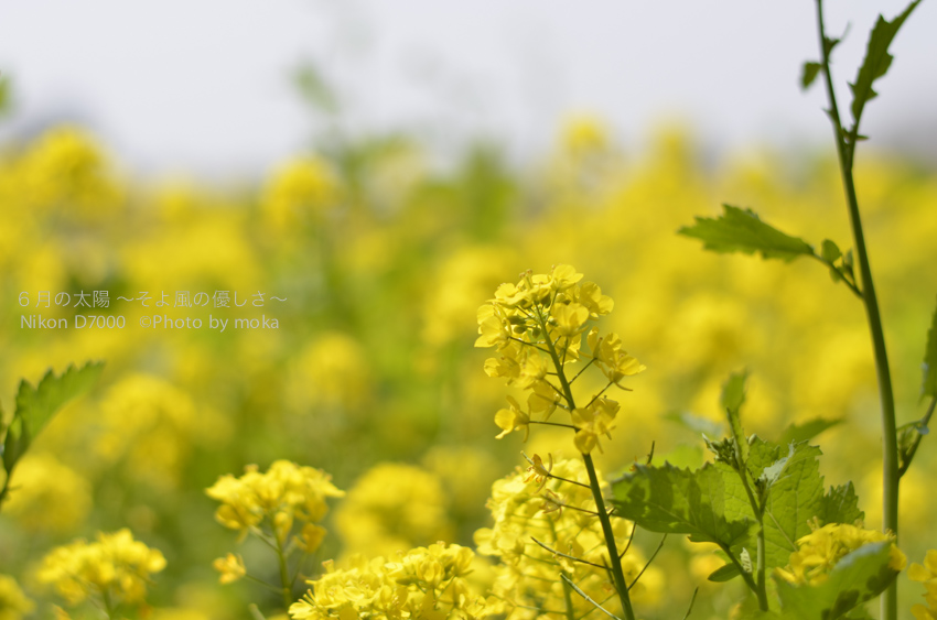 ［6］目にも鮮やかな黄色の菜の花