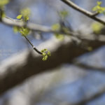 ［6］小さい小さいイチョウの葉の赤ちゃん