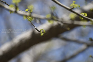 ［6］小さい小さいイチョウの葉の赤ちゃん