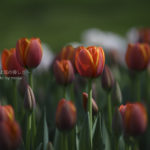 ［6］陽射しを浴びて、チューリップの花が輝きを放つ