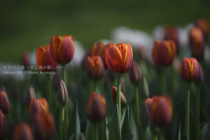 ［6］陽射しを浴びて、チューリップの花が輝きを放つ