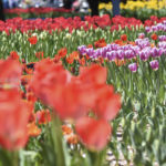 ［6］まるでカクテルグラスのようなチューリップの花