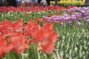 ［6］まるでカクテルグラスのようなチューリップの花