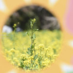 ［6］ひまわりの中に咲く、菜の花