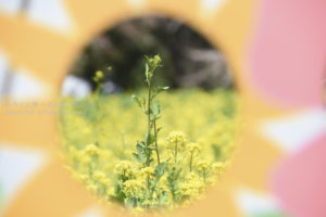 ［6］ひまわりの中に咲く、菜の花