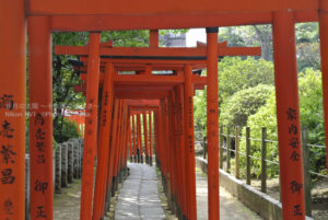 ［6］根津神社の鳥居のトンネルを潜る
