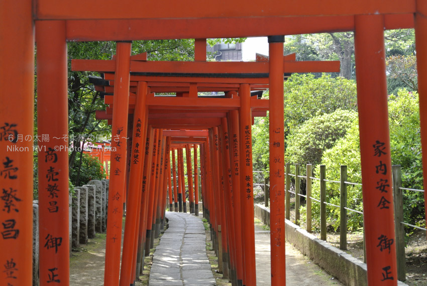 ［6］根津神社の鳥居のトンネルを潜る
