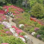 ［6］目にも鮮やかな早咲きのツツジ